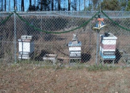 Winter Beekeeping and Bee School Updates Image
